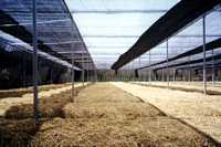 Garden shade net